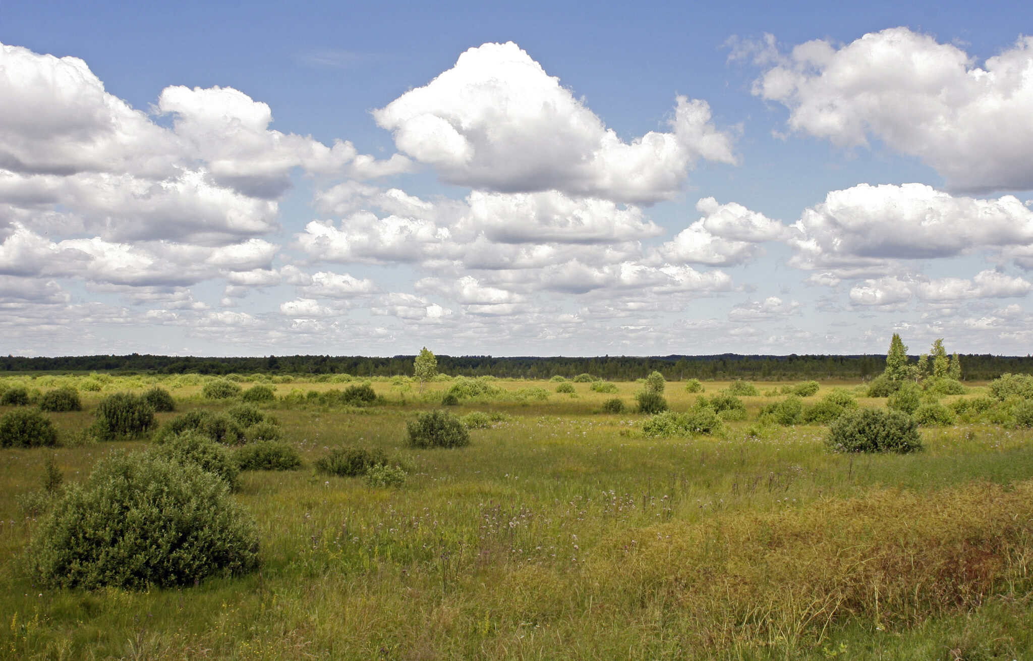 Widok na Górną Biebrzę (foto Piotr Tałałaj)