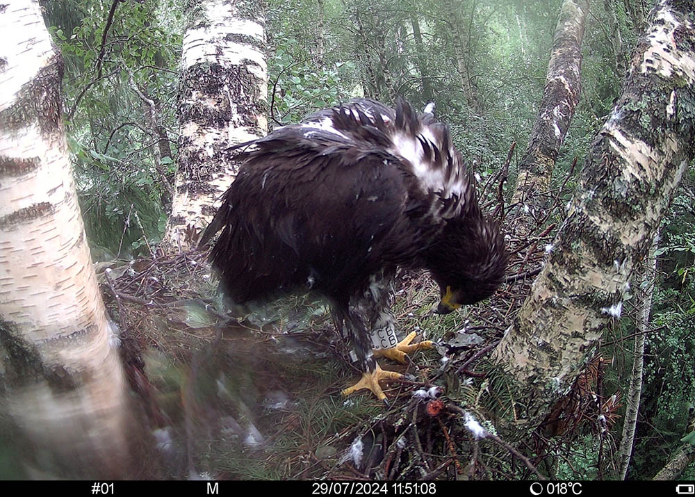 Nadajnik na plecach młodego Riksa jest słabo widoczny, ale widzimy obrączkę na jego prawej nodze z kodem CB. Zdjęcie z kamery Jaana Grosberga