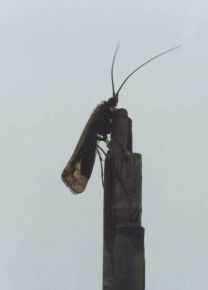 Limnephilus.jpg