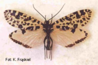 Semblis.jpg