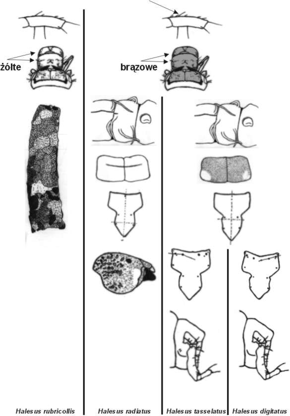 Tricho_3b.jpg